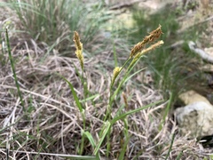 Carex planostachys