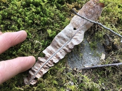 Tilia americana americana