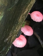 Mycena roseilignicola