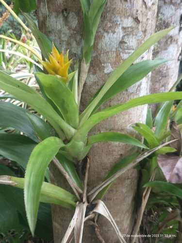 Image of Canistropsis billbergioides by (c) Juan Cruzado Cortés, some rights reserved (CC BY)