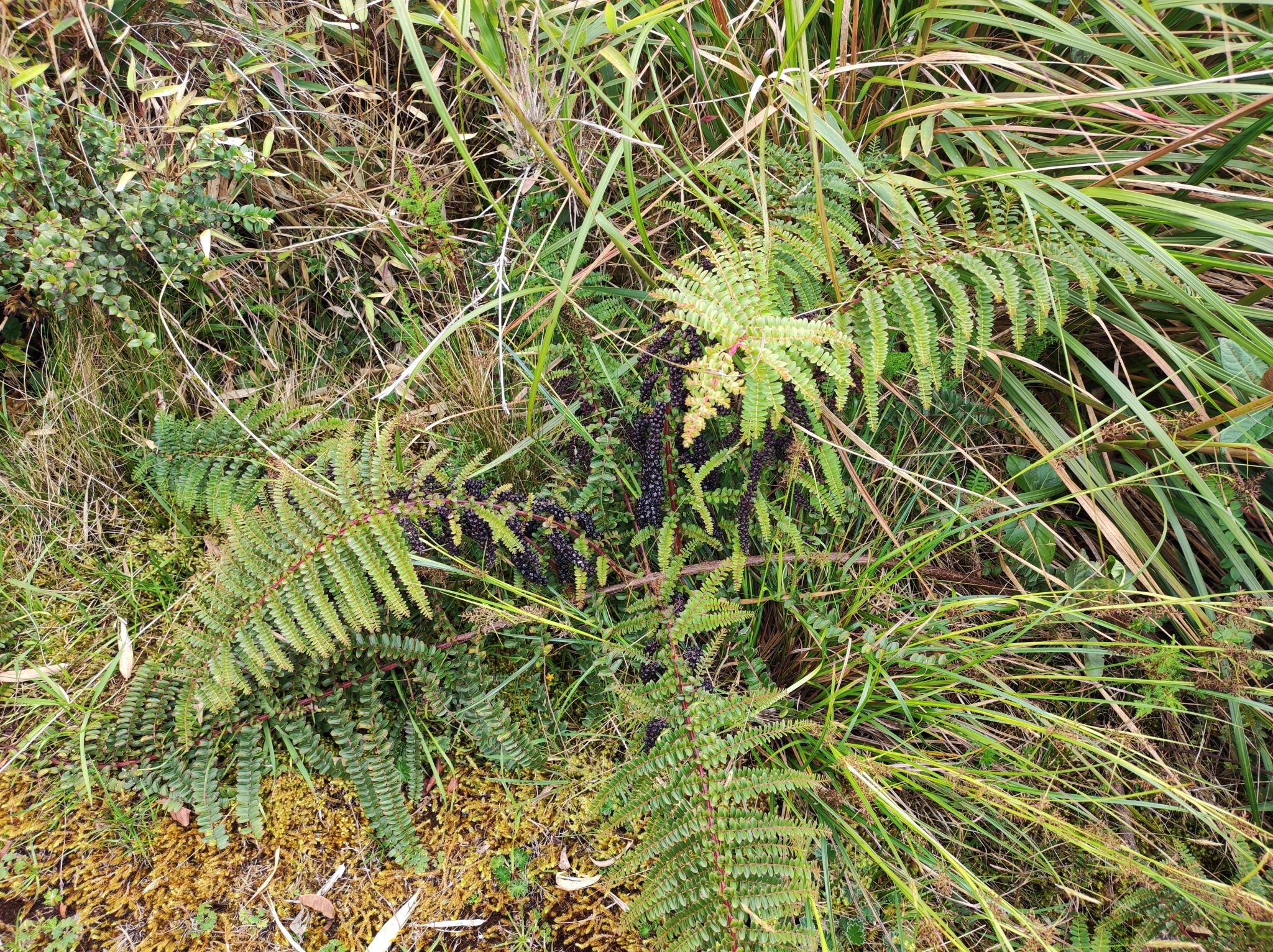 Coriariaceae image