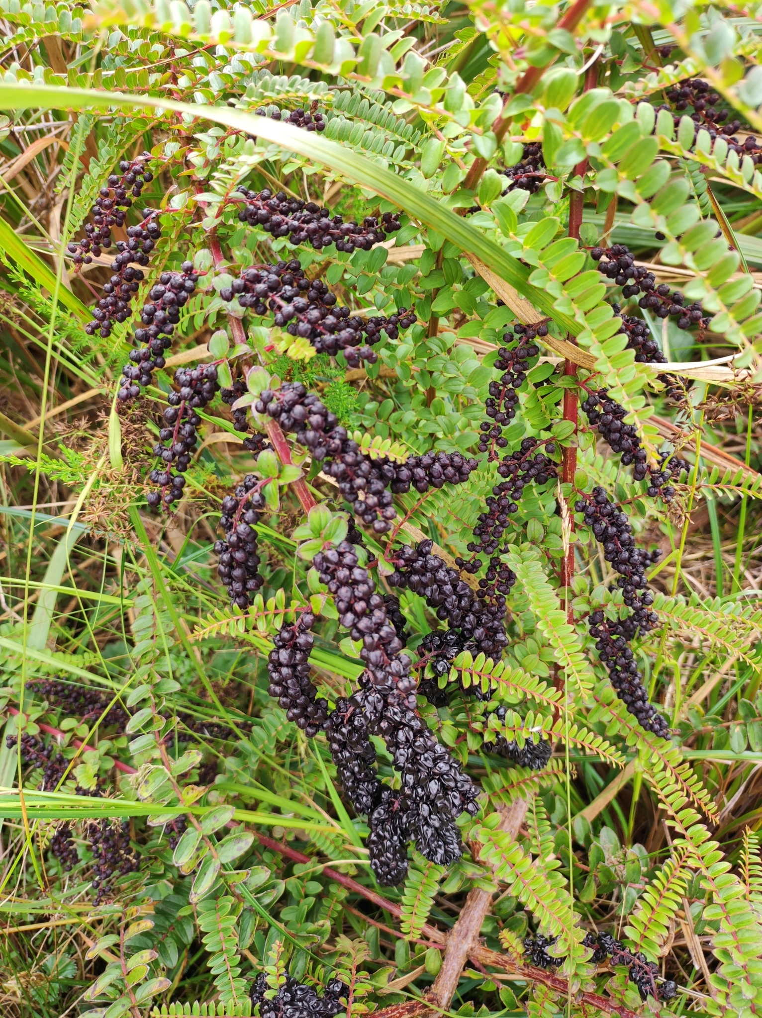 Coriaria ruscifolia image