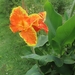 Garden Canna - Photo (c) Gustavo Sigal, some rights reserved (CC BY-NC), uploaded by Gustavo Sigal