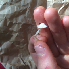 Leucoagaricus serenus