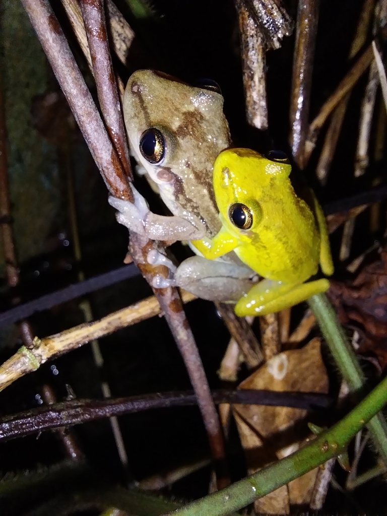 Red Snouted Tree Frog from Chatham, Trinidad and Tobago on November 26 ...