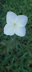 Oenothera kunthiana