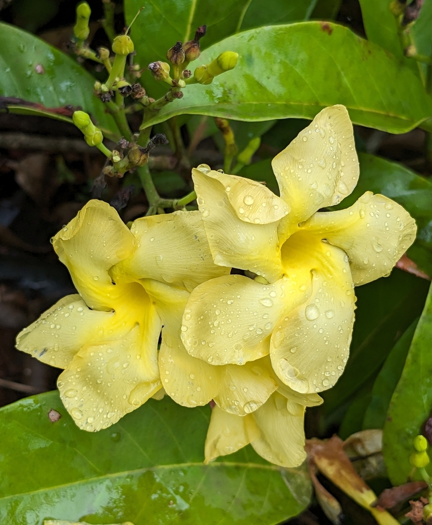 Odontadenia puncticulosa