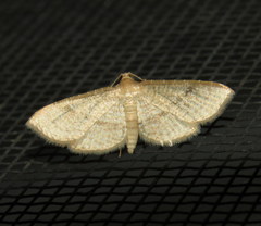 Addaea subtessellata