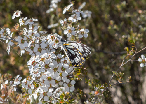 Caper White photo 3