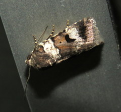 Thoracolopha flexirena