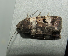 Thoracolopha flexirena