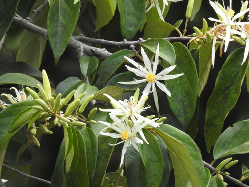 Representative image of Mollia