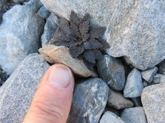 Notothlaspi rosulatum