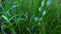 Thysanocarpus curvipes