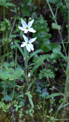 Lithophragma heterophyllum