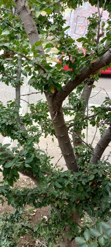Pithecellobium dulce