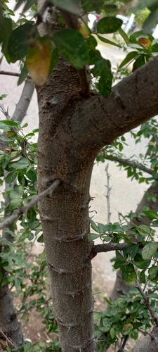 Pithecellobium dulce