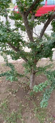 Pithecellobium dulce