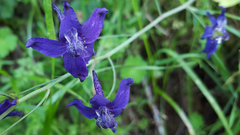 Delphinium patens