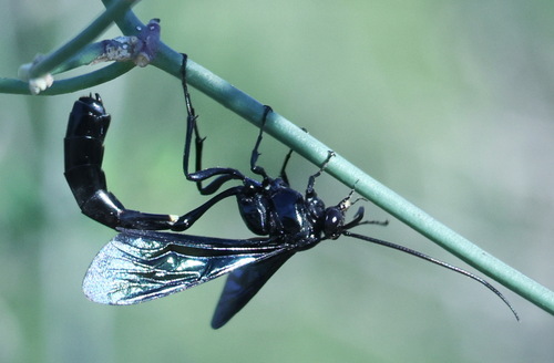 Thyreodon apricus
