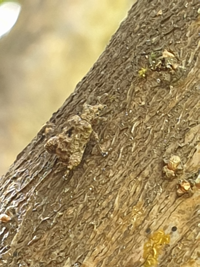 Pactola nigra