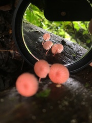Mycena roseilignicola