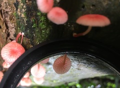 Mycena roseilignicola