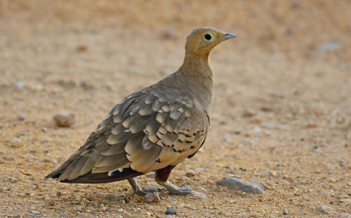 Chestnut-bellied Sandgrouse
