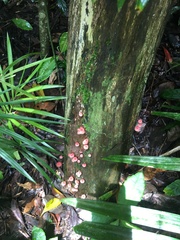Mycena roseilignicola
