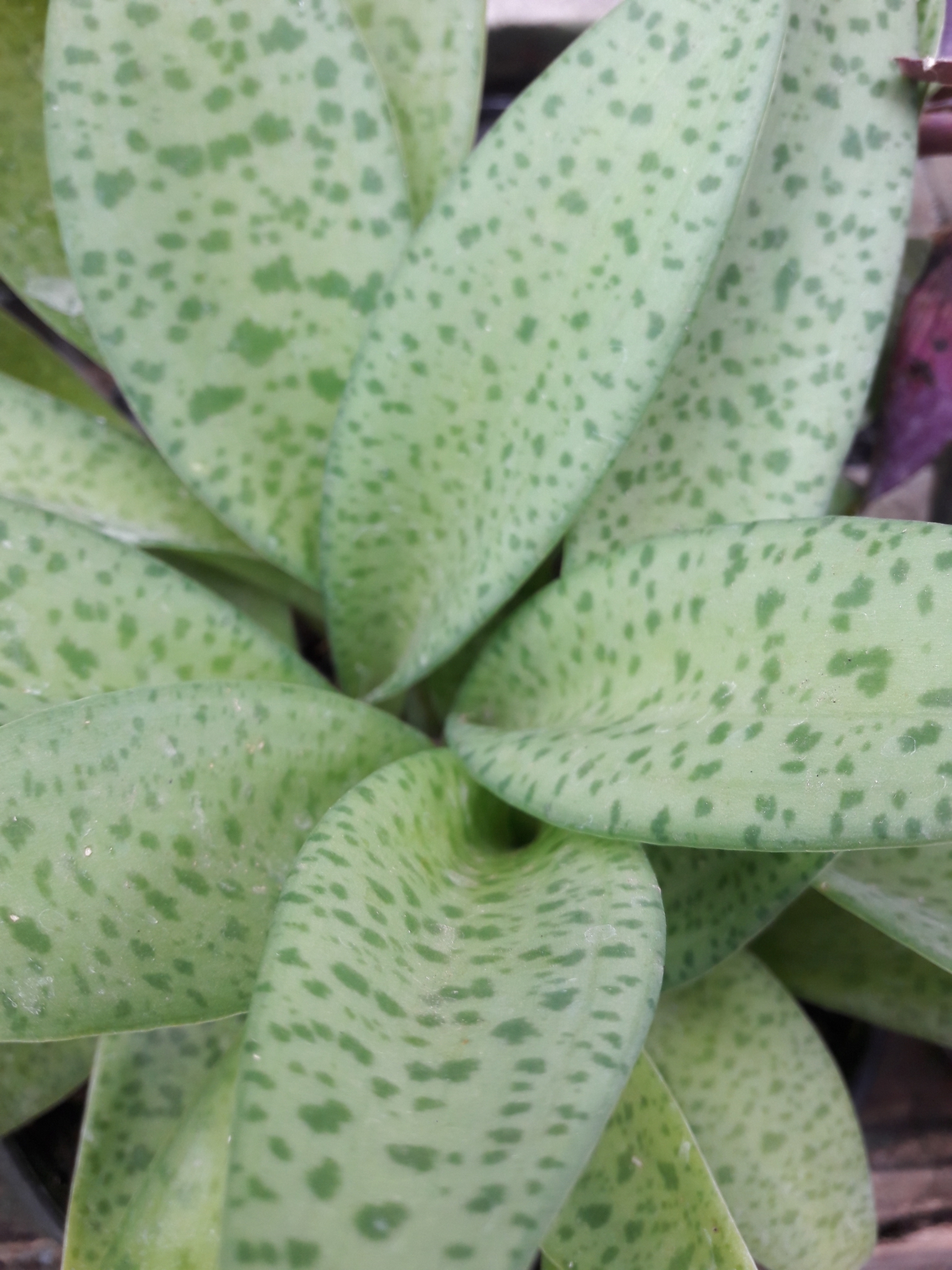 Imagem de Planta-pérola