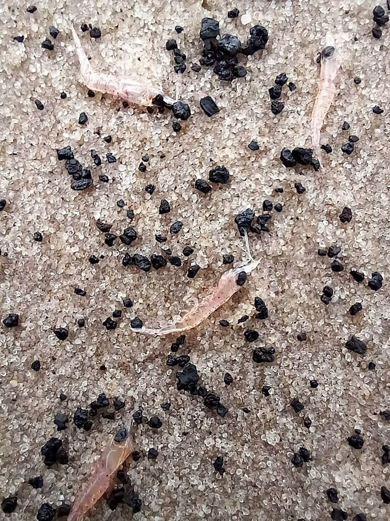 Euphausia vallentini