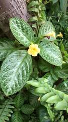 Episcia