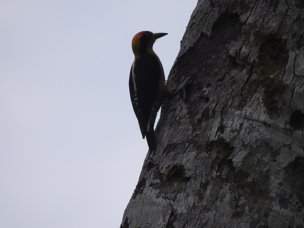 Golden-naped Woodpecker