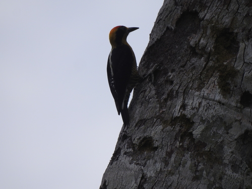 Golden-naped Woodpecker