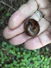 Helminthoglypta sequoicola