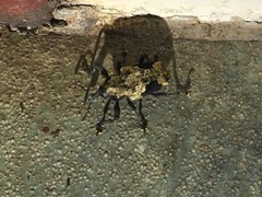 Heilipodus bellicosus