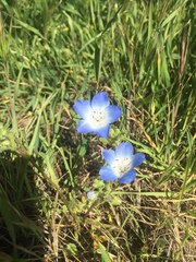 Nemophila menziesii