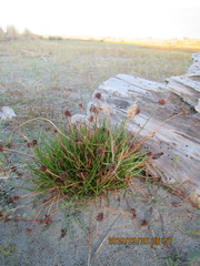 Juncus caespiticius