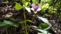 Viola ocellata