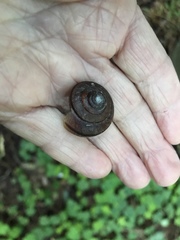 Helminthoglypta sequoicola