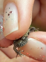 Physalaemus biligonigerus