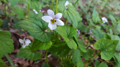 Viola ocellata
