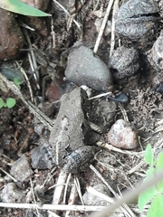 Physalaemus biligonigerus