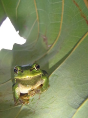 Hyla orientalis
