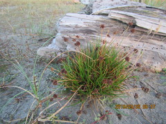 Juncus caespiticius