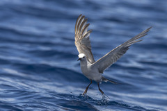 Grey Noddy