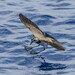 White-faced Storm-Petrel - Photo (c) Oscar Thomas, some rights reserved (CC BY-NC-ND), uploaded by Oscar Thomas