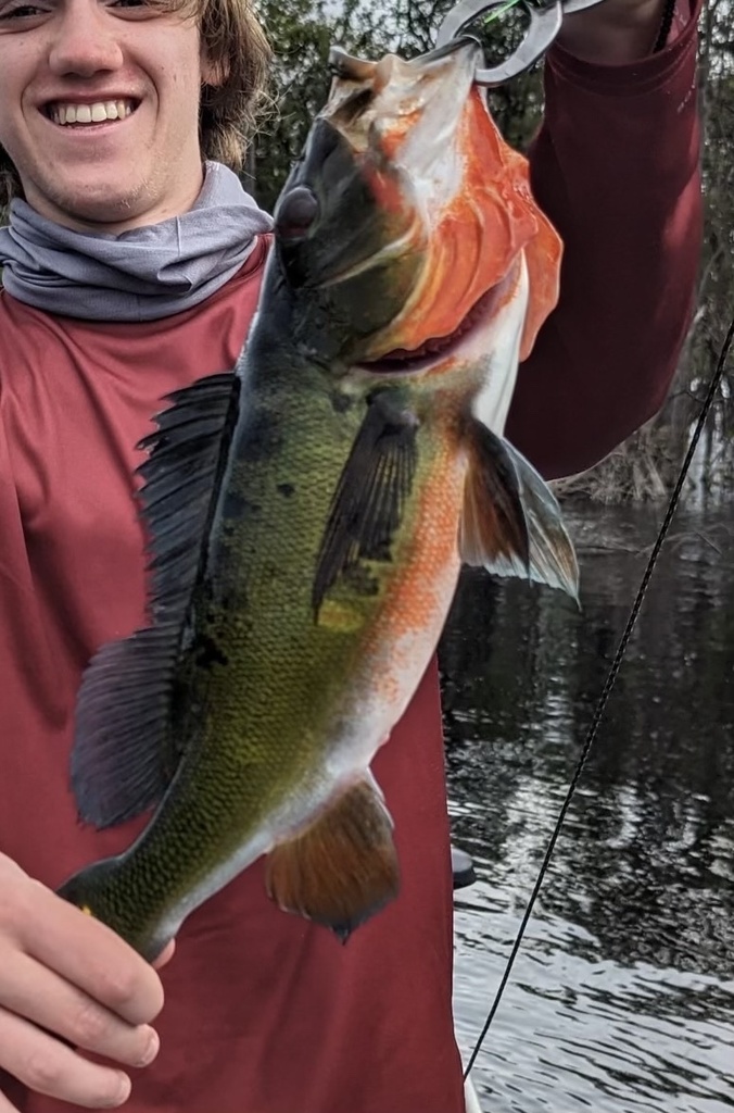 Imperial Peacock Bass