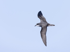 Pycroft's Petrel photo 4