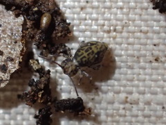 Ptenothrix beta